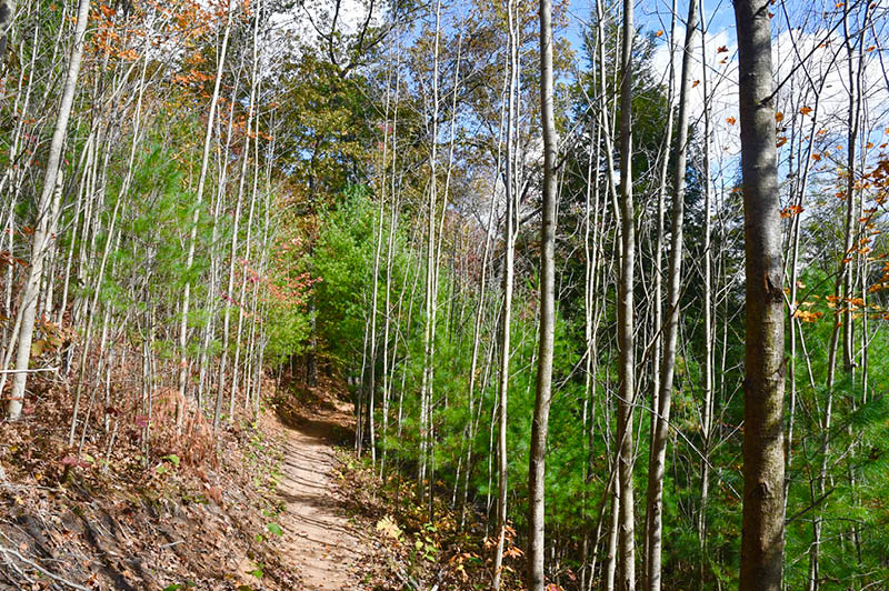 Mosquito Creek Trails